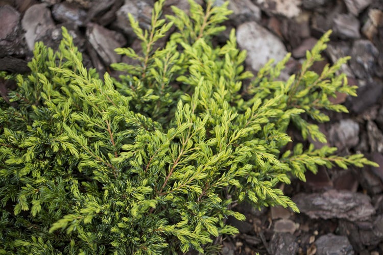 Juniperus communis 'Goldschatz', Wacholder, goldgelb, 20–25 cm