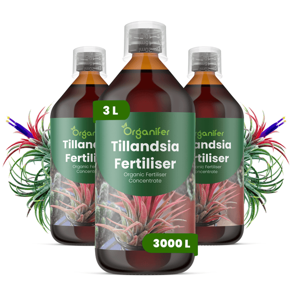Organifer Tillandsia Dünger Konzentrat, drei Flaschen, biologischer Flüssigdünger für Luftpflanzen, ausreichend für 3000 Liter.
