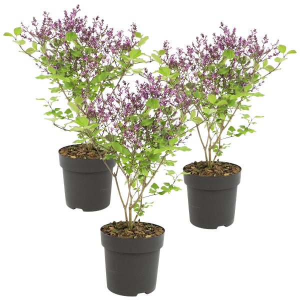 3x Syringa 'Bloomerang Dark Purple' - Flieder - Strauch - Winterherz – ⌀13 cm - ↕15-20 cm