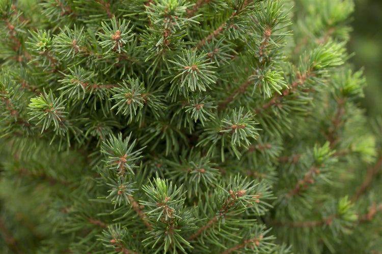 Picea glauca 'Conica', Zuckerhutfichte, kompakt, 20–30 cm