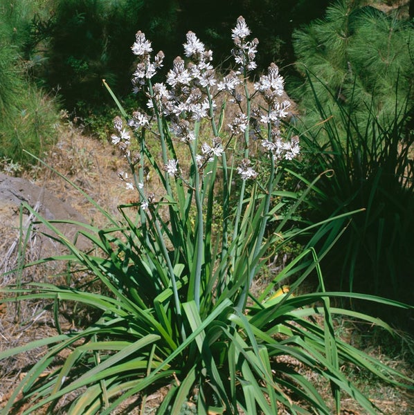 Asphodeline Pflanze mit Blüten