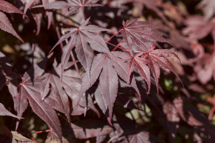 Acer palmatum 'Bloodgood', Japanischer Ahorn, tiefrot, 60–80 cm
