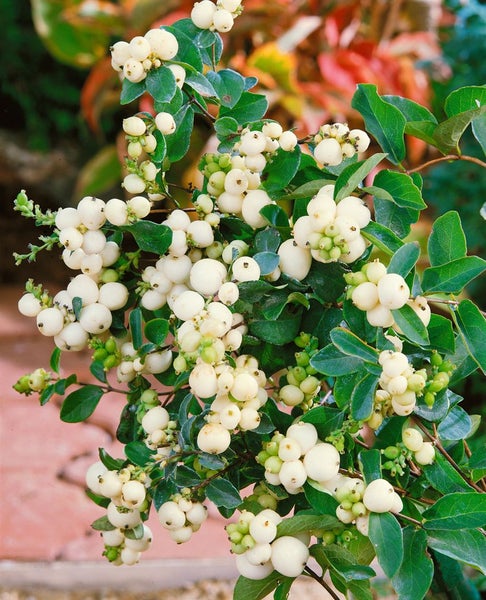 Symphoricarpos doorenbosii 'White Hedge', Schneebeere, weiß, 60–100 cm