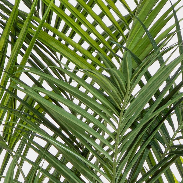 Detailaufnahme grüner Palmwedel einer Zimmerpflanze.