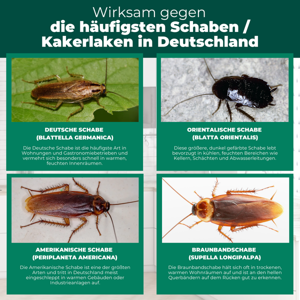 Darstellung verschiedener Schabenarten: Deutsche Schabe, Orientalische Schabe, Amerikanische Schabe, Braunbandschabe.