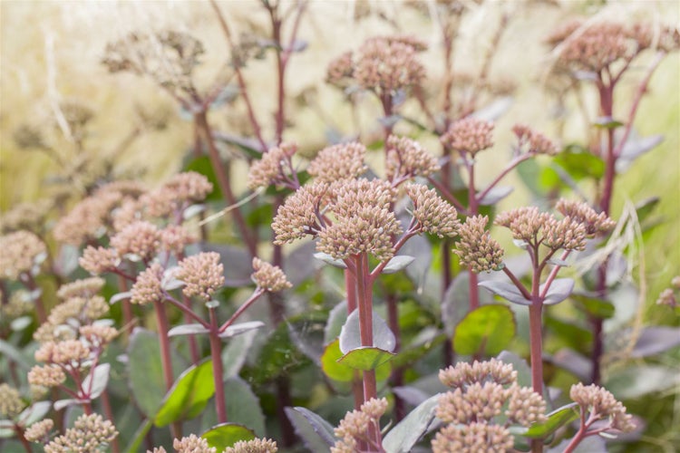 Sedum hybridum 'Matrona', Fetthenne, rosa Blüten, 2 Liter Container