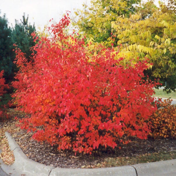 Strauch mit roten Blättern im Herbst