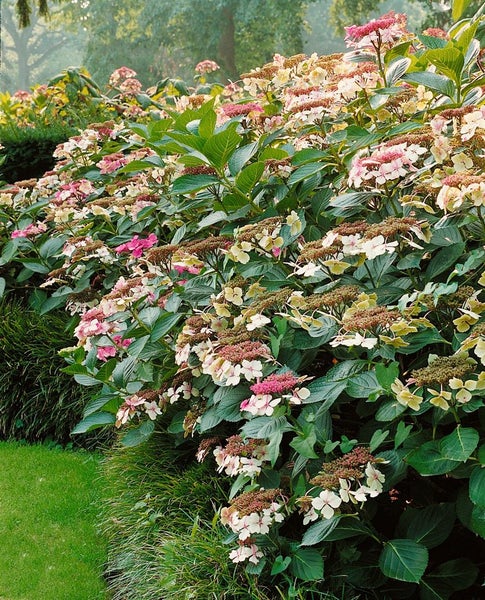 Hydrangea macrophylla 'Dark Angel', Hortensie, dunkelrot, 30–40 cm