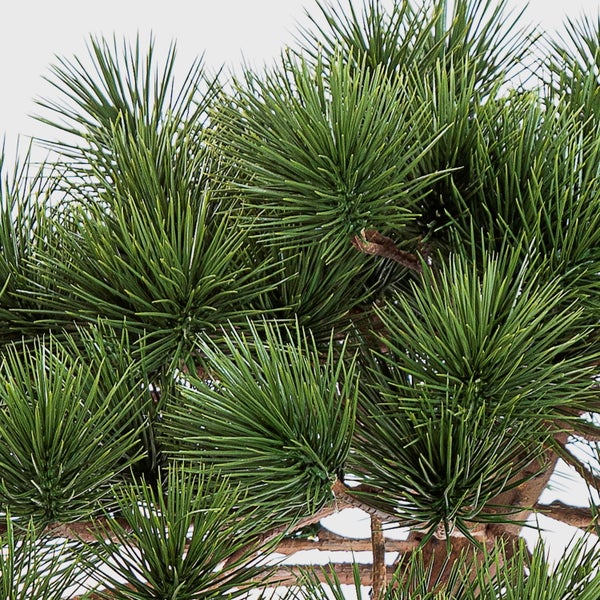 Detailaufnahme von grünen Kiefernnadeln an einem Ast.