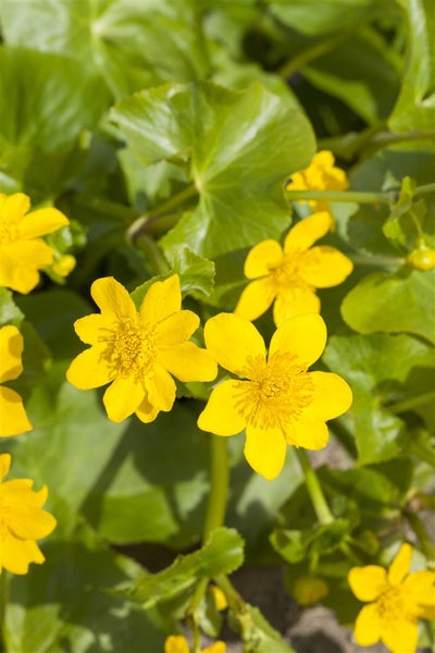 Caltha palustris, Sumpfdotterblume, leuchtend gelb, ca. 9x9 cm Topf