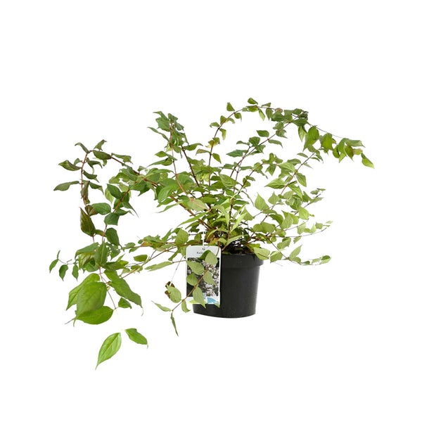 Kletterpflanze im Topf mit grünen Blättern und Trieben
