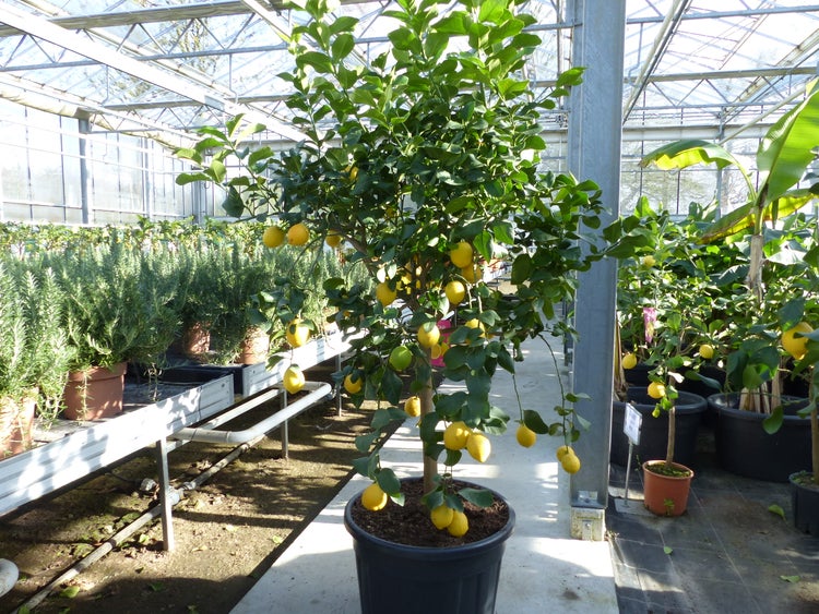 Zitronenbaum Citrus limon mit reifen gelben und unreifen grünen Früchten.