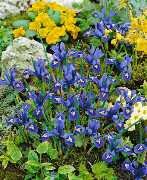 Blühende Irispflanzen im Gartenbeet, umgeben von Steinen und anderen Pflanzen.