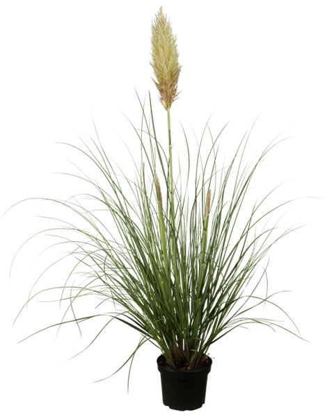 Cortaderia selloana, Pampasgras, 3-5 Liter Container