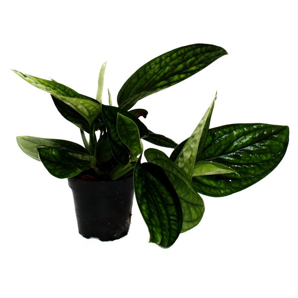 Epipremnum pinnatum Marble Planet - grüne Struktur-Efeutute - 12cm Topf