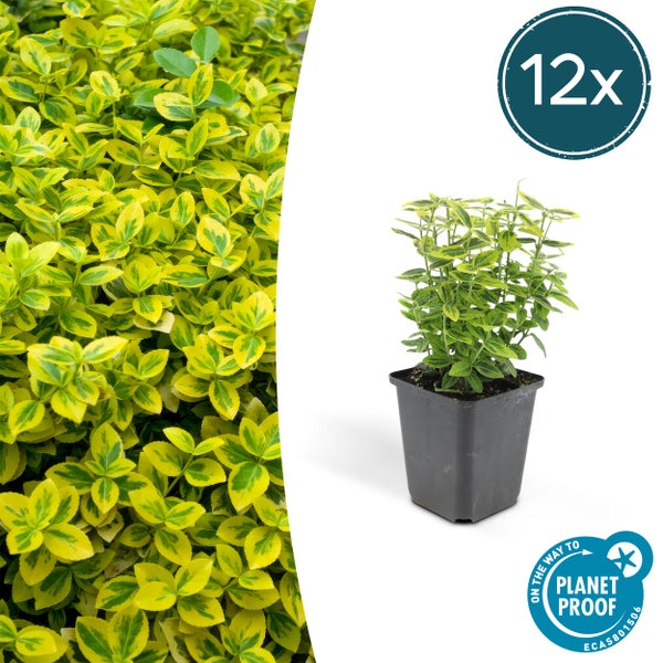 Bodendecker - Kriechspindel - Euonymus fortunei 'Emerald Gold' - 9cm Topf - Set mit 12 Pflanzen