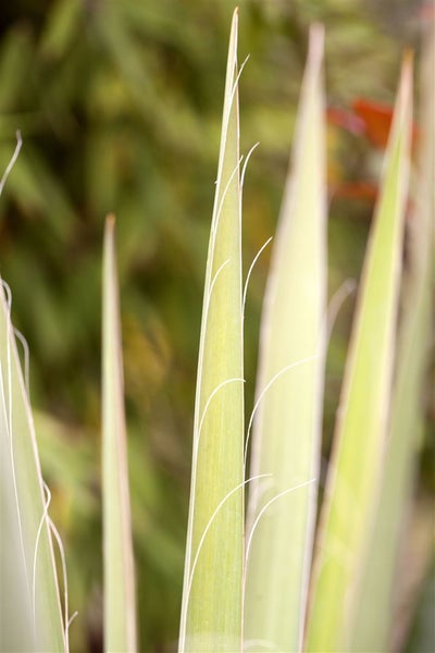 Yucca filamentosa, Palmlilie, 40–60 cm