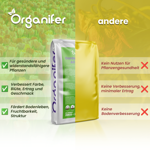 Vorher-Nachher-Vergleich: Eine verwelkte Rose und eine gesund blühende Rose nach der Anwendung von Organifer. Organifer Logo.