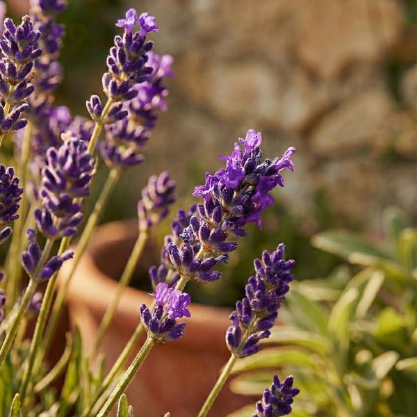 Nahaufnahme von blühendem Lavendel mit violetten Blüten an grünen Stielen vor einem Pflanztopf aus Terrakotta.