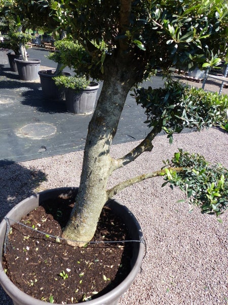 Olivenbaum 7 Pon Pon Bonsai Formgehölz Gartenbonsai Olea europaea Olive winterhart