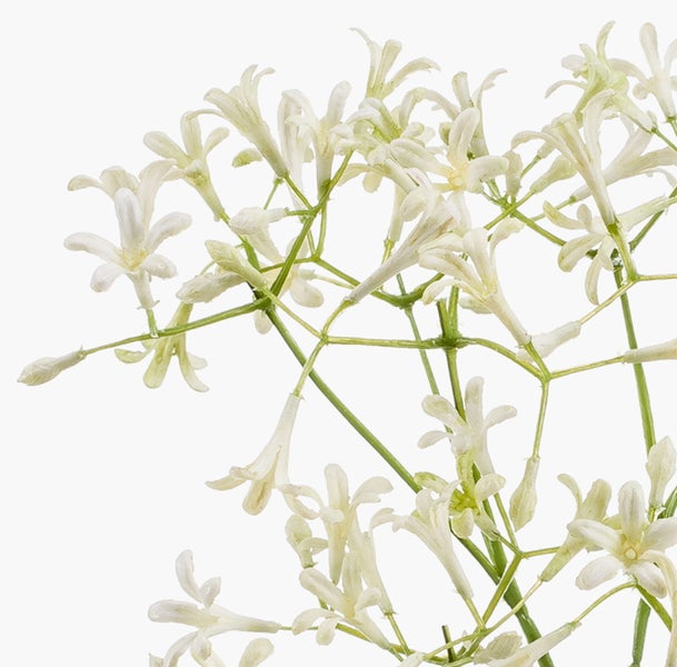Nahaufnahme eines Zweigs mit weißen, sternförmigen Blüten und grünen Stielen.