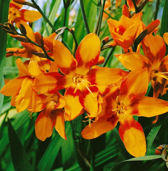 Crocosmia x crocosmiifl. 'Emily McKenzie', Montbretie, orange, 2-3 Liter Topf