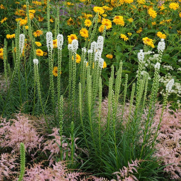 Bloomique - Mischung aus 40 - Liatris - Lampoon Cleaner - Lila, Weiß - Blumenzwiebeln - Mehrjährig - Sommerblüher - Winterhart - Wird 60-75 cm groß