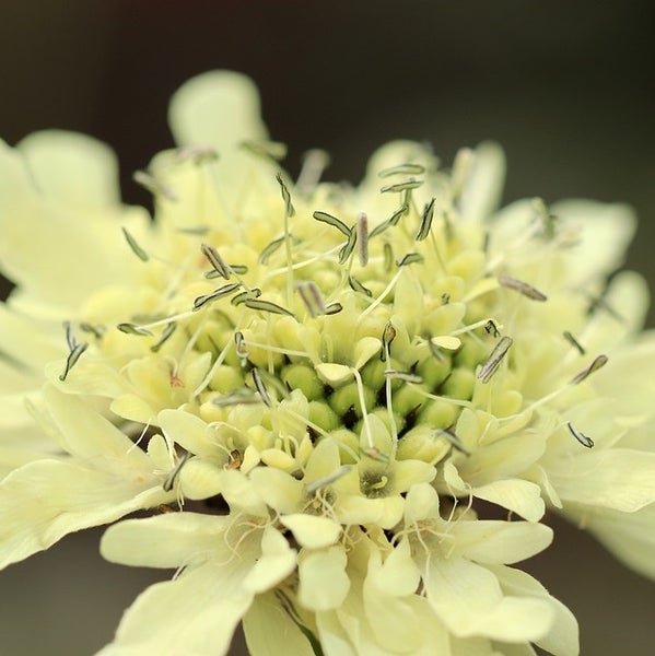 Nahaufnahme einer hellen Wiesenknopf-Blume