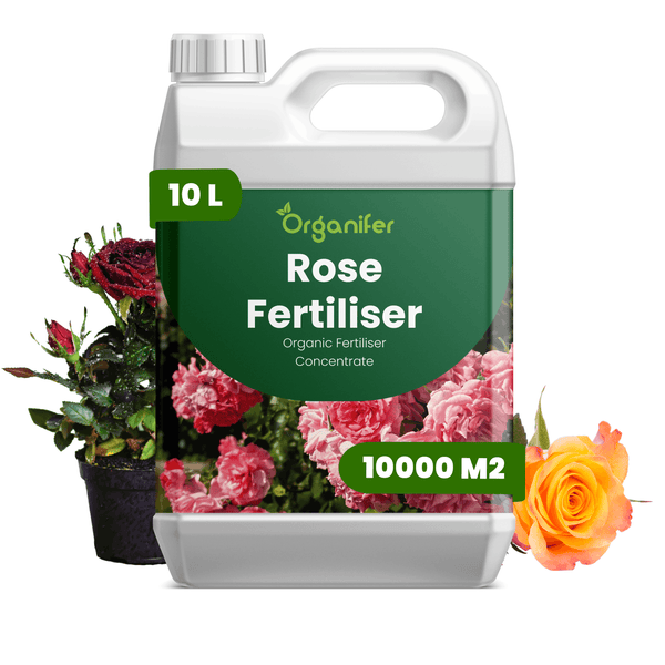Organifer Bio-Rosendünger-Konzentrat im 10 Liter Kanister für 10000 Quadratmeter, mit Organifer Logo und Rosenabbildung.