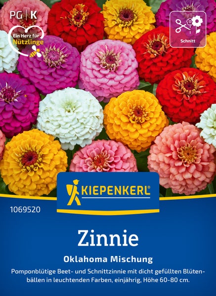 Blühende Zinnie Oklahoma Mischung Saatgut von Kiepenkerl mit leuchtenden, gefüllten Blütenköpfen für Beet und Schnitt.