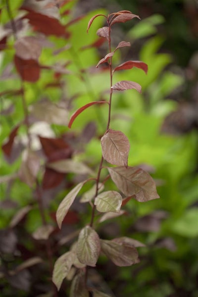 Prunus cerasifera 'Nigra', Blutpflaume, dunkelrot, 60–100 cm