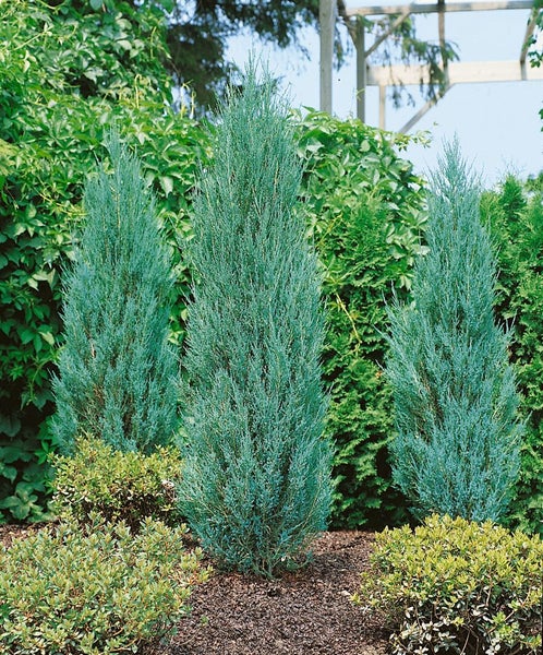 Juniperus scopulorum 'Blue Arrow', Säulenwacholder, blaugrün, 60–80 cm