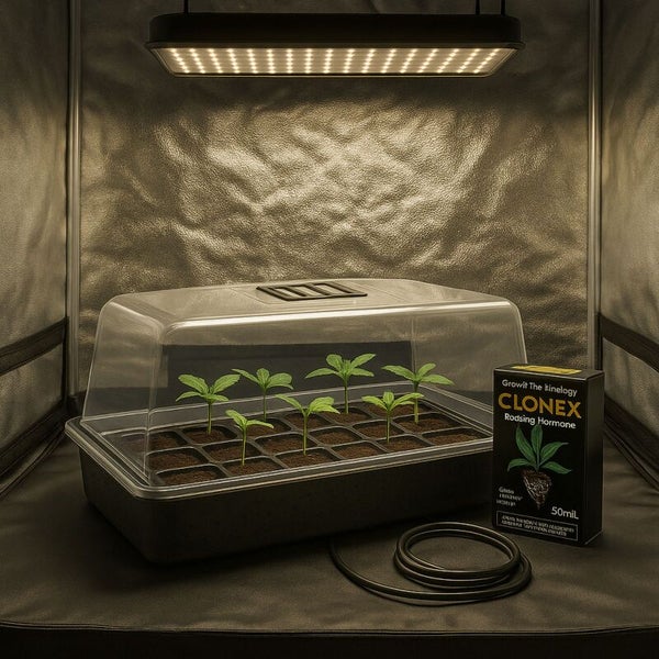 Zimmergewächshaus mit jungen Stecklingen unter einer LED Pflanzenlampe, daneben eine Packung Clonex Bewurzelungshormon in einer Growbox.