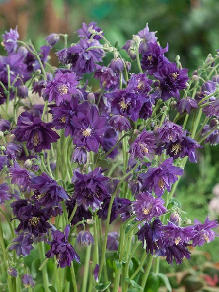 Aquilegia vulgaris 'Blue Barlow', Akelei, blau, ca. 9x9 cm Topf
