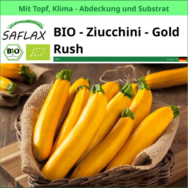 Gelbe Zucchini Gold Rush im Korb