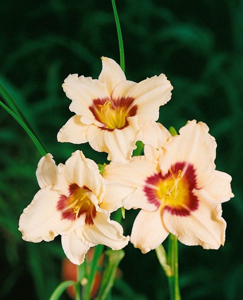 Hemerocallis x cult. 'Pandora's Box', Taglilie, creme-rot, ca. 11x11 cm Topf