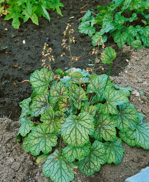 Heuchera americana 'Green Spice', Purpurglöckchen, grün-silber, ca. 11x11 cm Topf