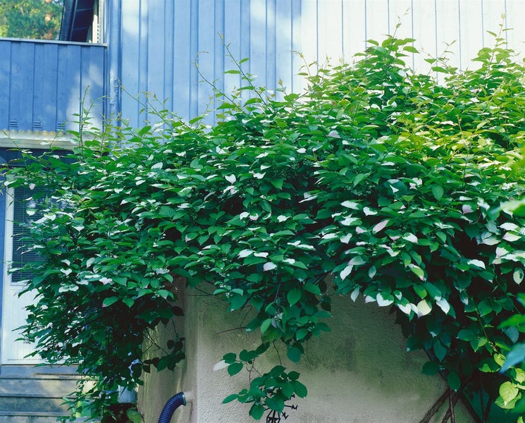 Actinidia kolomikta, Kiwi, 40–60 cm, dekoratives Laub