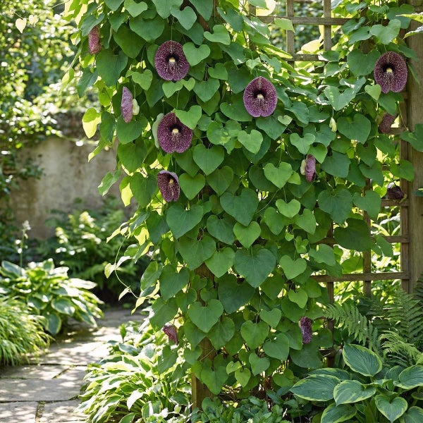 Kletternde Gespensterpflanze mit grünen, herzförmigen Blättern und dunklen, gemusterten Blüten an einem Holzspalier im Garten.