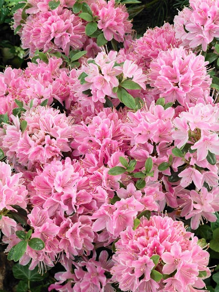 Nahaufnahme einer üppigen Gruppe rosa Azaleenblüten mit grünen Blättern
