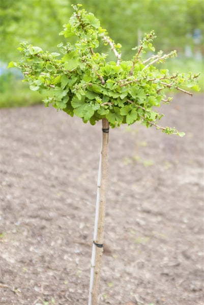 Ginkgo biloba 'Troll', Zwerg-Ginkgo, 25–30 cm