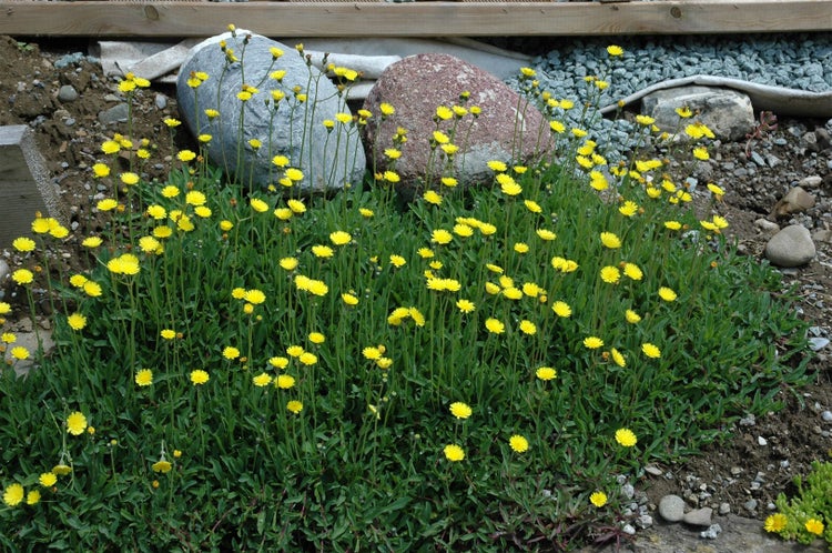 Hieracium pilosella, Habichtskraut, ca. 9x9 cm Topf, bodendeckend