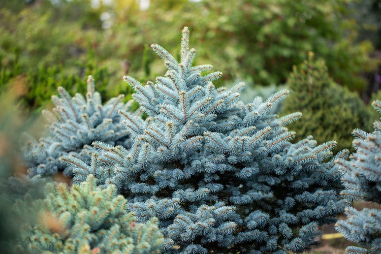 Picea pungens 'Glauca', Blau-Fichte, 40–60 cm