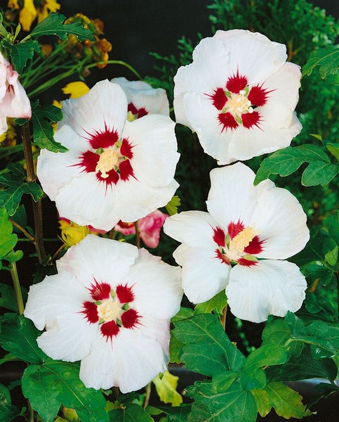 Blühender Hibiskusstrauch im Detail