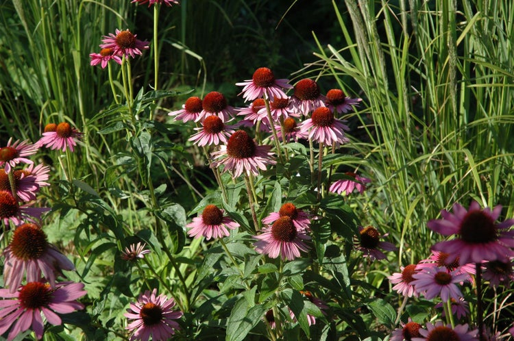 Echinacea purpurea 'Magnus', Sonnenhut, rosa, ca. 9x9 cm Topf