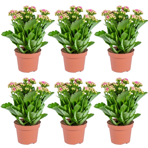 Sechs Kalanchoe Pflanzen mit rosa Blüten in Töpfen