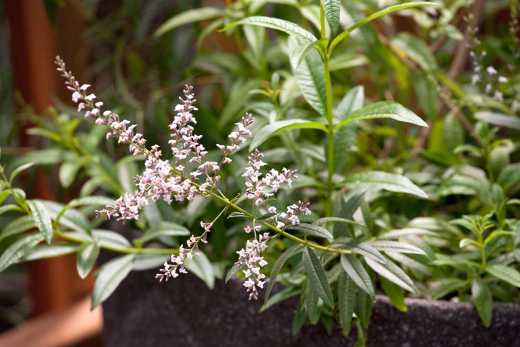 Aloysia triphylla, Zitronenverbene, aromatisch, ca. 9x9 cm Topf