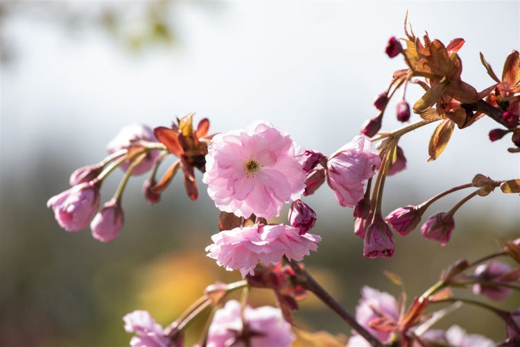 Nahaufnahme von rosa Kirschblüten an einem Zweig