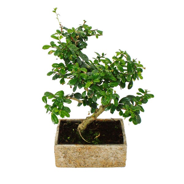 Bonsai fürs Zimmer - in moderner Trendkeramik - Zimmerbonsai Carmona - 8 Jahre alt - Steinoptik