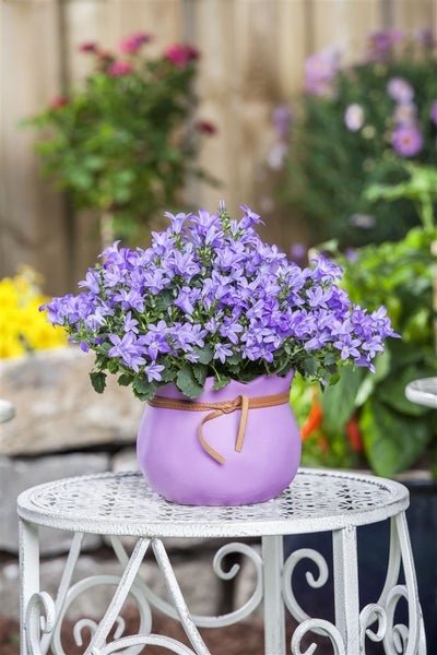 Glockenblumen in einem Topf auf einem Tisch im Garten
